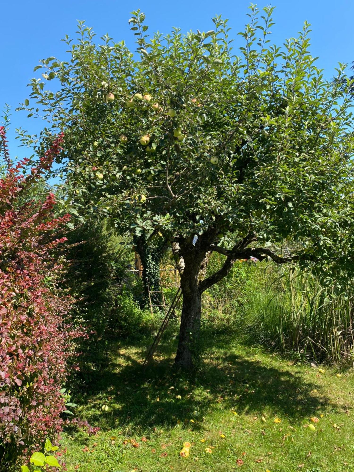 Appartement Big With Garden *